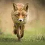 Wild young red fox (vulpes vulpes) vixen scavenging in a forest