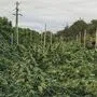 Im Herbst vernichtete die Polizei 807 Pflanzen