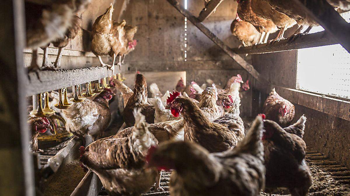 Die Hühner werden weiterhin im Stall bleiben müssen