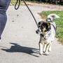 Die Hundehaltung ist im Kärntner Landessicherheitsgesetz geregelt