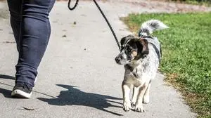 Die Hundehaltung ist im Kärntner Landessicherheitsgesetz geregelt