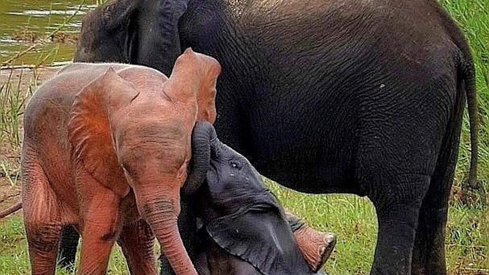 Der kleine Elefant sticht mit seiner hellen Hautfarbe hervor