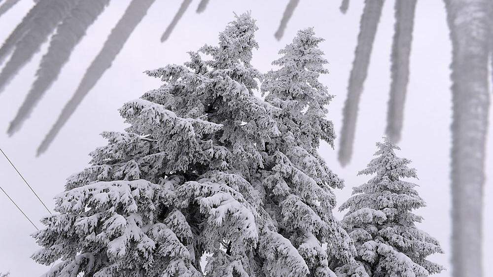 Unter der Last der großen Schneemengen brechen immer mehr Bäume