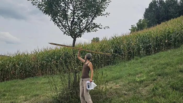 Die Pflege von Obstbäumen auf landwirtschaftlichen Flächen wird seit einigen Jahren auch finanziell gefördert und hängt vom Kronendurchmesser ab