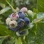 Die Heidelbeer-Plantage „Berry to go“ hat es schwer getroffen