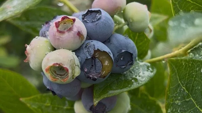 Die Heidelbeer-Plantage „Berry to go“ hat es schwer getroffen