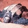 Lederschildkröte