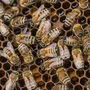 Amerikanische Faulbrut bedroht Bienen