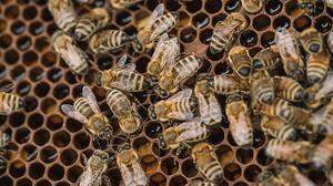 Amerikanische Faulbrut bedroht Bienen
