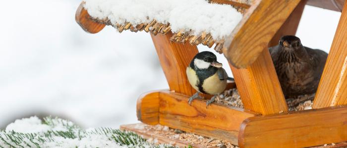 Winterfütterung an einem Vogelhäuschen