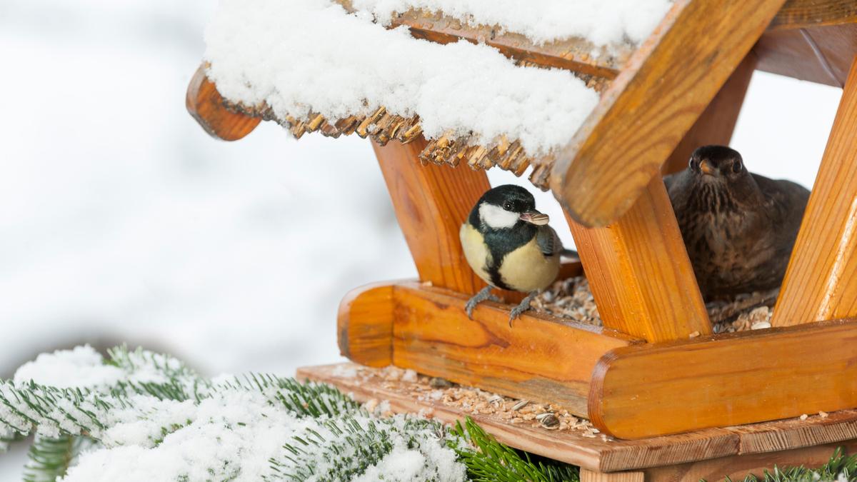 Winterfütterung an einem Vogelhäuschen