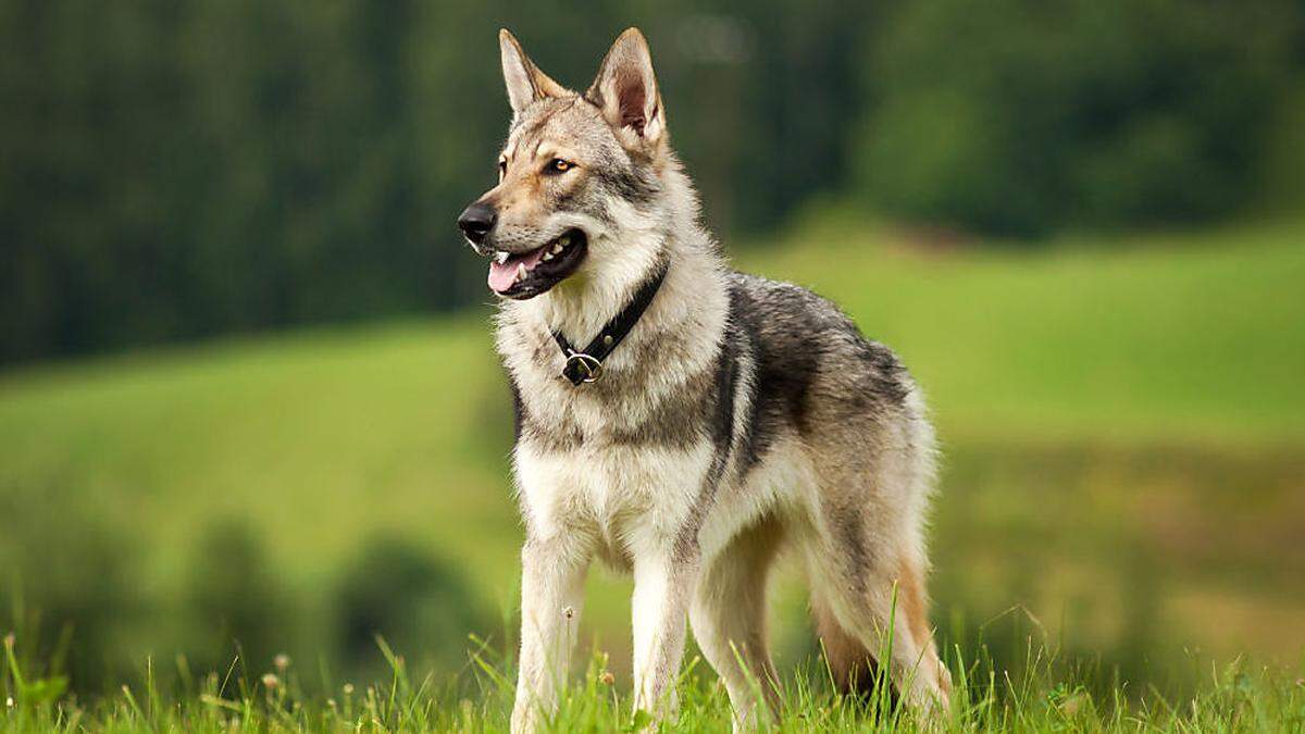 Wolfshunde sehen Wölfen zum Verwechseln ähnlich