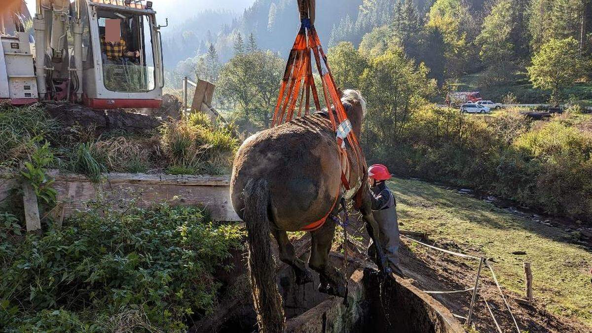 Das Pferd musste aus der Jauchegrube gehoben werden