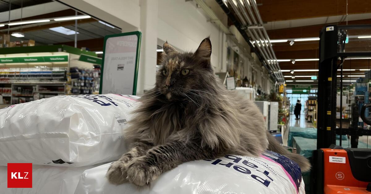 Maine-Coon-mit-Dienstplan-Diese-Lagerhaus-Katze-ist-der-heimliche-Star-von-Knittelfeld