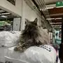 Eine Maine-Coon-Katze, die im Lagerhaus Knittelfeld thront