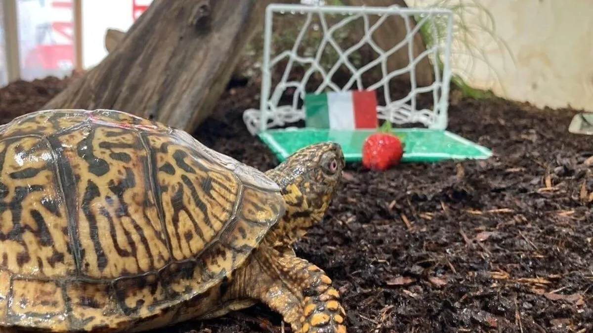 Sigmund tippt für Italien