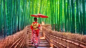 Bamboo Forest. Asian woman wearing japanese traditional kimono at Bamboo Forest in Kyoto, Japan.