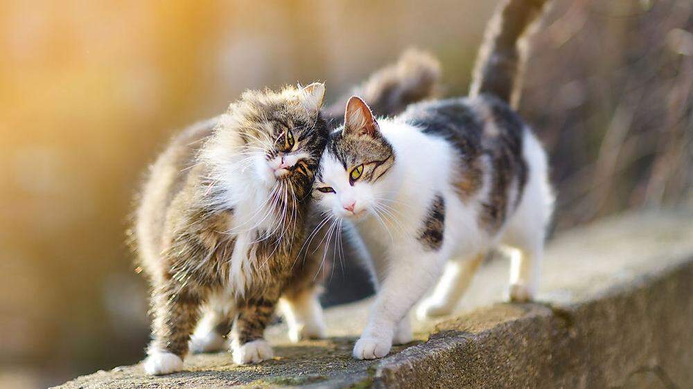 Wer unkontrollierten Nachwuchs bei Katzen verhindert, verhindert auch Tierleid