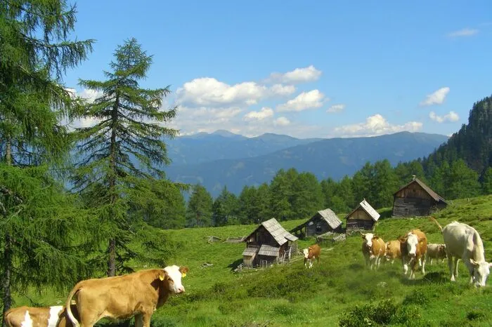 Insgesamt 50.000 Rinder verbringen den Sommer auf 1850 Kärntner Almen