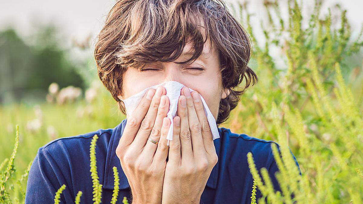 Ragweed ist ein äußerst starker Allergie-Auslöser, der Beschwerden wie Fließschnupfen, rote, juckende Augen und sehr häufig auch Asthma hervorruft