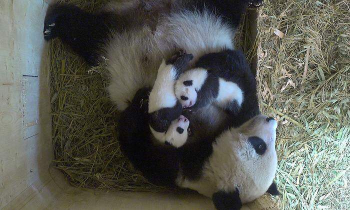 Pandamutter Yang Yang mit ihren zwei Babys