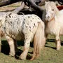Die Mini-Appaloosa-Familie befindet sich in der Eingewöhnungsphase im Streichelzoo