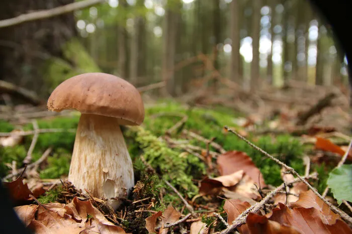 So kennt man ihn: Der Gemeine Steinpilz oder Herrenpilz geht gern Symbiosen mit Fichten ein, deshalb wird er auch Fichten-Steinpilz genannt. Um das Myzel zu erhalten, vorsichtig herausdrehen oder abschneiden.