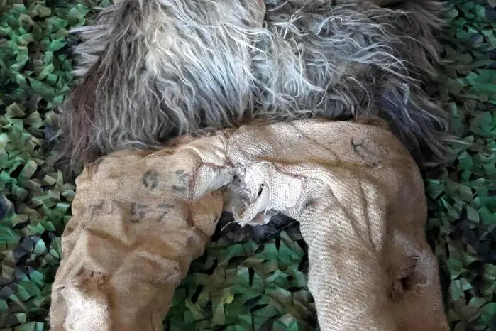 Übrigens: Ein Video von der Perchtenausstellung gibt es auf Facebook Kleine Zeitung St. Veit/Feldkirchen zu sehen! Klicken Sie sich durch die Fotogalerie!