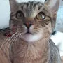 Ihren ersten Ausflug ins Freie hat sich "Hauskatze" Coco wahrscheinlich auch anders vorgestellt
