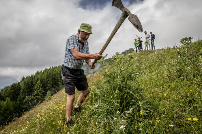 Sepp Greimel rückt der Distel zu Leibe.