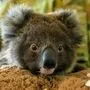 Bedroht: Der Koala