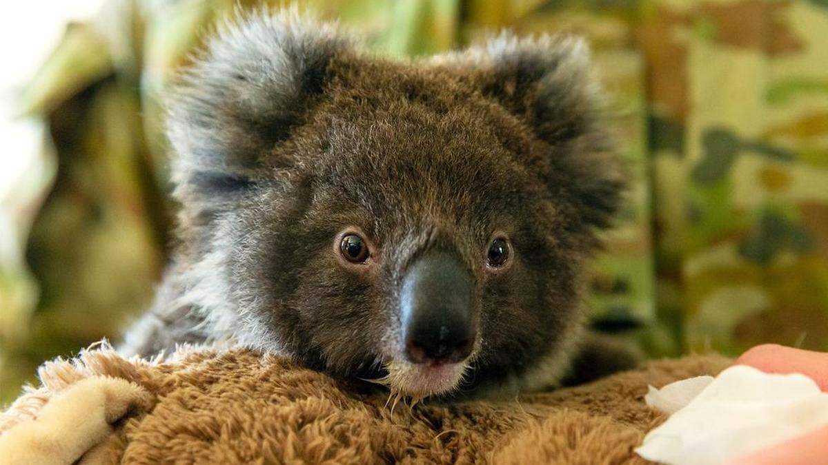 Bedroht: Der Koala