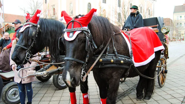 Der Verein Pferdefreunde Rabnitztal unter der Leitung von Obmann Walter Fahrnleitner lud am 26. Dezember zu Ehren des heiligen Stephanus zur traditionellen Pferdesegnung auf den Gleisdorfer Hauptplatz ein.