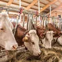 Österreichische Milch ist gentechnikfrei und glänzt mit dem geringsten CO2-Fußabdruck in Europa