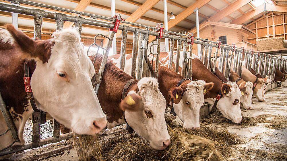 Österreichische Milch ist gentechnikfrei und glänzt mit dem geringsten CO2-Fußabdruck in Europa