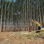 Harvesterkopf Woody aufgebaut auf einem Bagger bei der Eukalyptusernte in Brasilien 