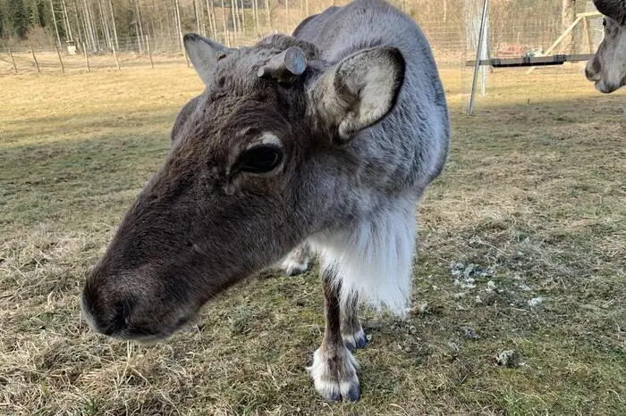 Die Tiere fühlen sich in Tragöß sichtlich wohl.