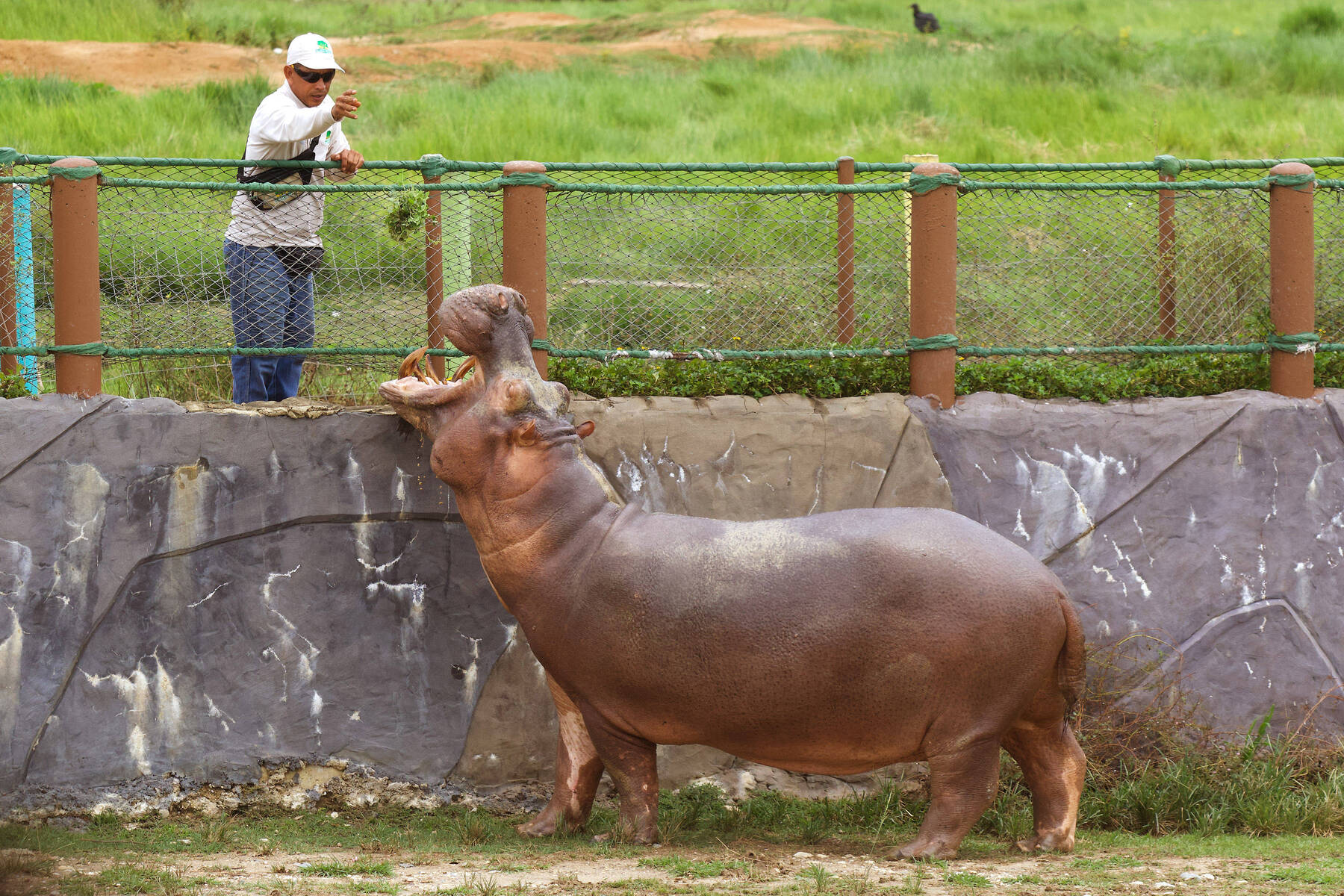 Breiten sich aus: Was können Escobars Problem-Hippos für ihr Schicksal?