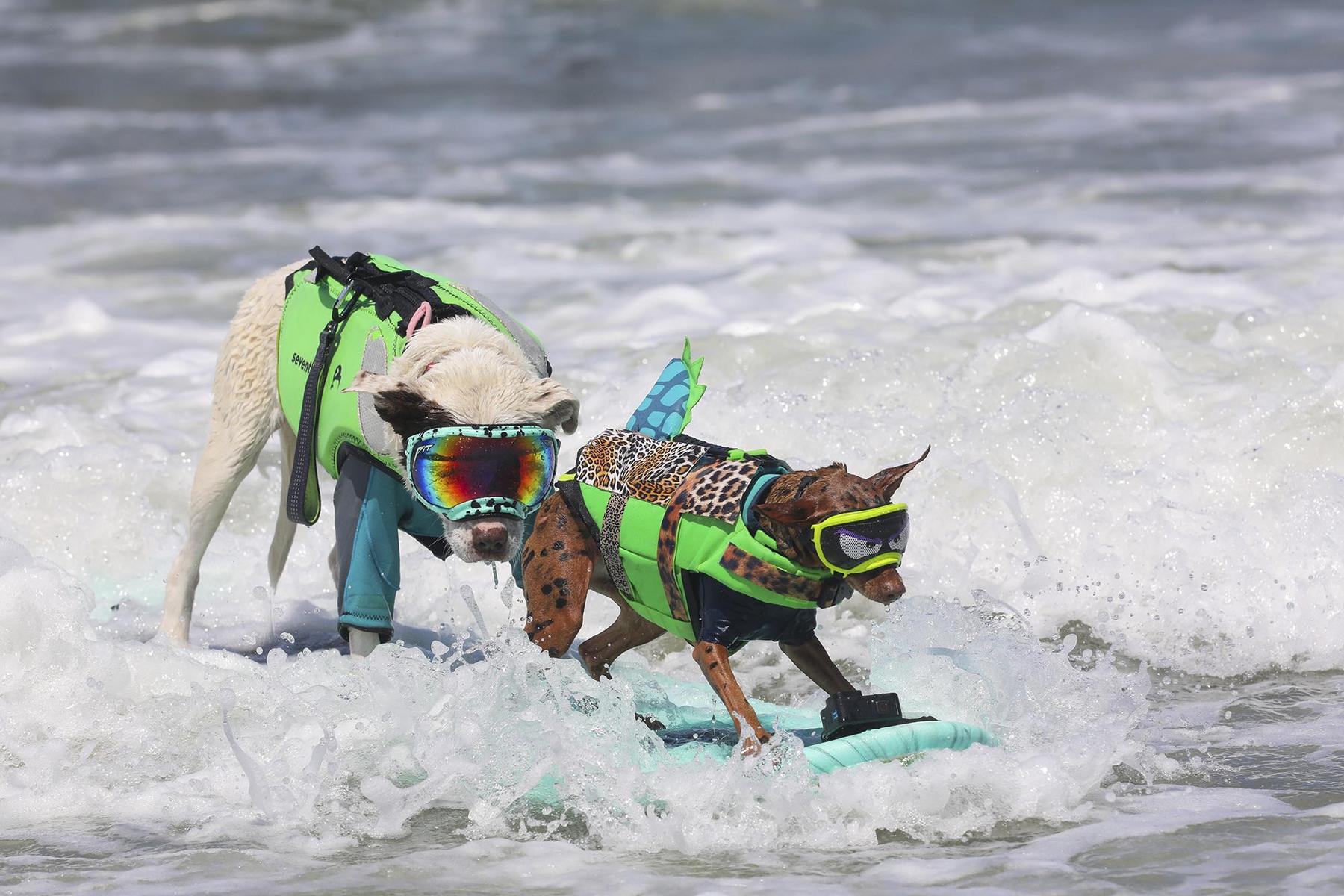 Hundesurf-WM in Kalifornien: Wellenreiter auf vier Pfoten