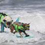 Die kleineren Hunde surften auch zu zweit