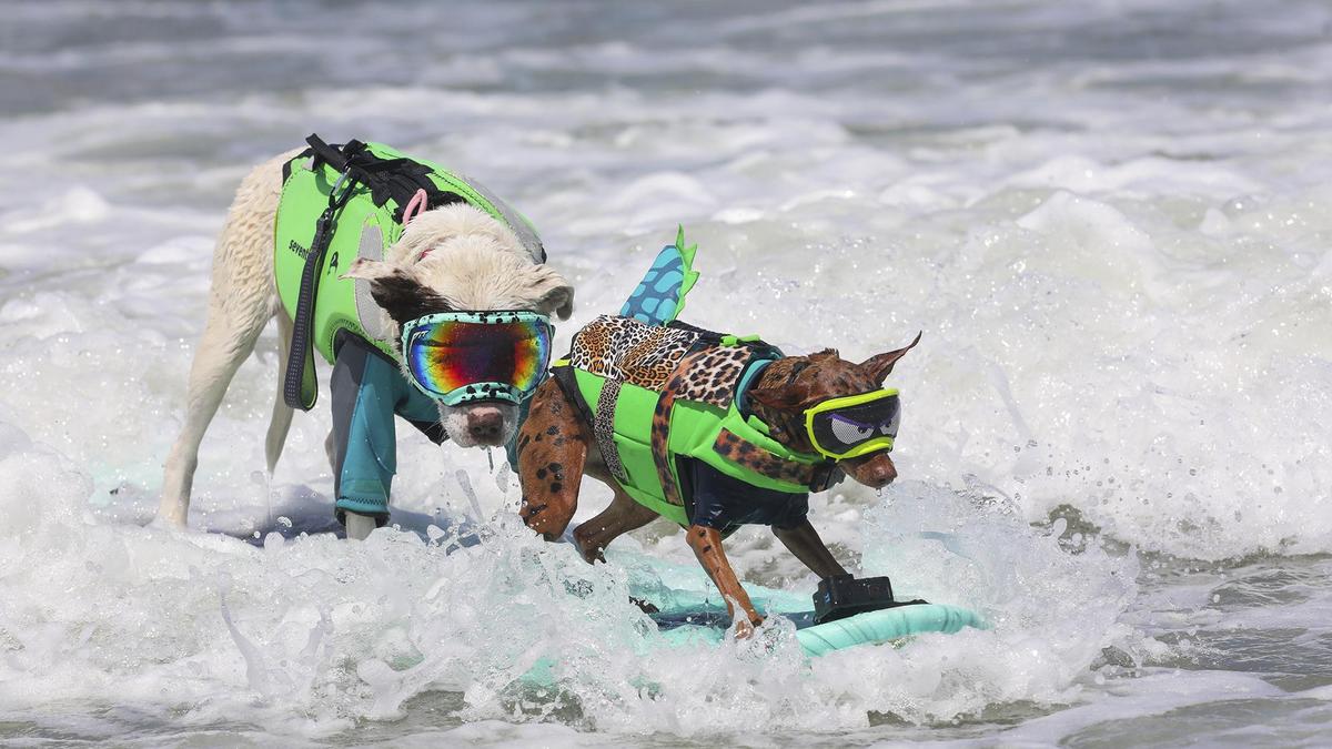 Die kleineren Hunde surften auch zu zweit