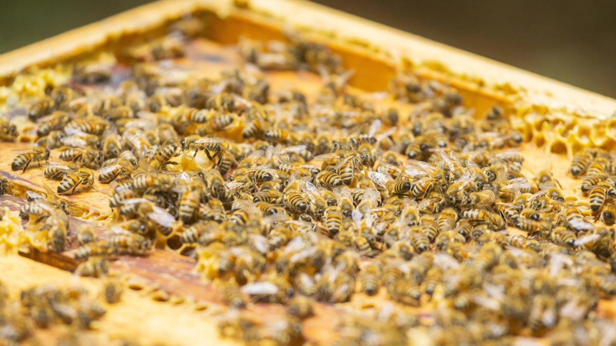 Die Bienen faszinieren die Forscher immer wieder aufs Neue