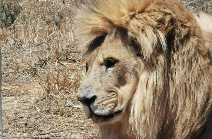Südafrika
