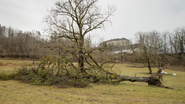 Riesige Bäume wurden entwurzelt, wie hier bei der Hollenburg.