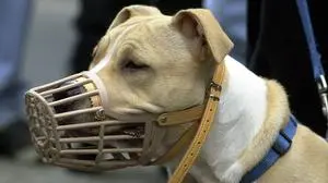 American-Stafford-Terrier mit Maulkorb