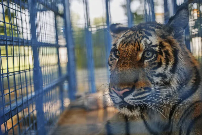 "Die Hilfe, die wir in Karacabey erfahren, ist unglaublich. Dennoch hat VIER PFOTEN mit seinen eigenen Tierschutzzentren, unter anderem in Jordanien, Südafrika und den Niederlanden, einige sehr gute Optionen. Der Gesundheitszustand mancher Tiere ist sehr kritisch. Deshalb müssen wir sie so schnell wie möglich an einen Ort bringen, der für die erforderlichen medizinischen Behandlungen besser ausgestattet ist", so der Arzt der Organisation, Amir Khalil.