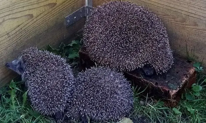 Im Frühling dürfen die Igel ihr Gehege verlassen.