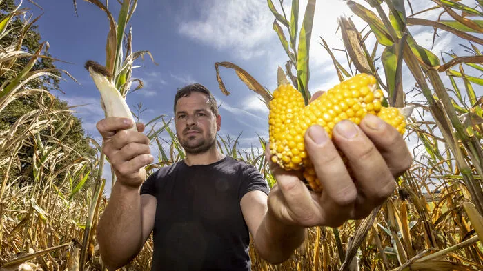 Bei Hannes Zach in Gralla gibt es (ebenso wie bei Hunderten anderen Bauern im Süden und Osten der Steiermark große Schäden durch die Trockenheit.
