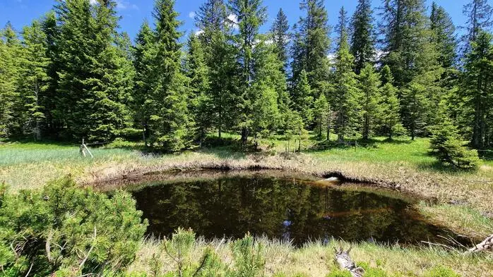 Für die Renaturierung und den Schutz von Mooren im Naturpark Mürzer Oberland werden Maßnahmen entwickelt