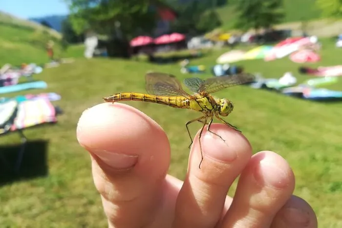 Spannende Perspektiven am Naturbadeteich Frauenberg